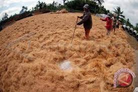 Perusahaan Sabut Kelapa Diberi Teguran Soal Debu
