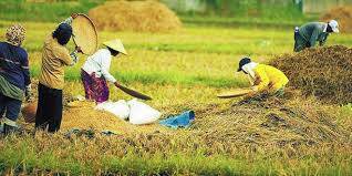 Petani Adalah Pahlawan Pangan