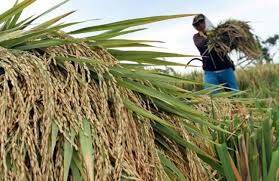 Petani Batanghari Merana Kesulitan Dapat Benih Padi