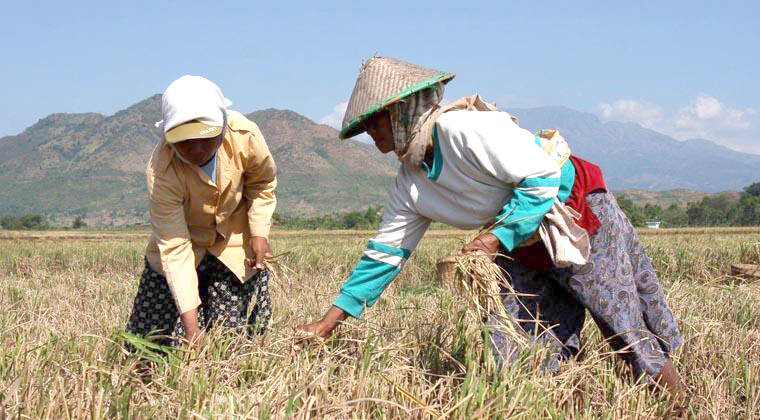 Petani di Sungai Penuh Enggan Gabung Asuransi