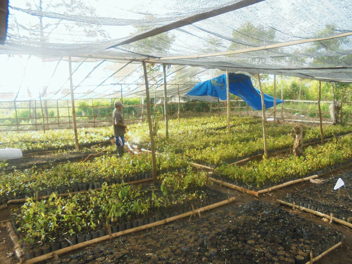 Petani Dilatih Pembibitan Kayu Manis dan Kopi