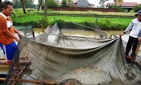Petani Ikan Terkendala Harga Pakan Mahal