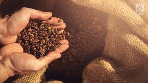Petani Jangkat Bertahan Integrasikan Nilam Dengan Kopi