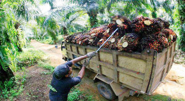 Petani Kelapa Sawit Minta Solusi Bukan Sekedar Sosialisasi