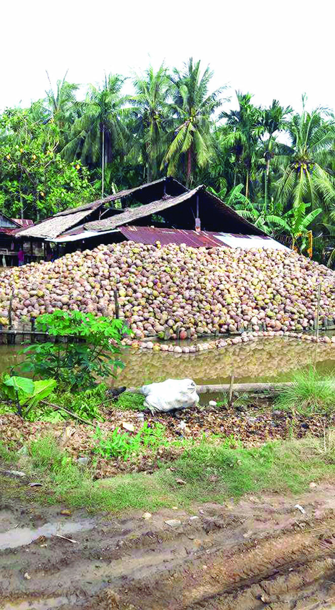 Petani Kelapa Terkendala Akses Jalan Rusak