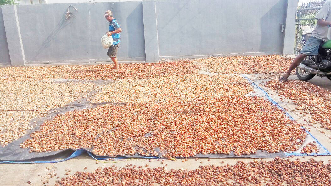 Petani Keluhkan Harga Pinang Terus Menurun