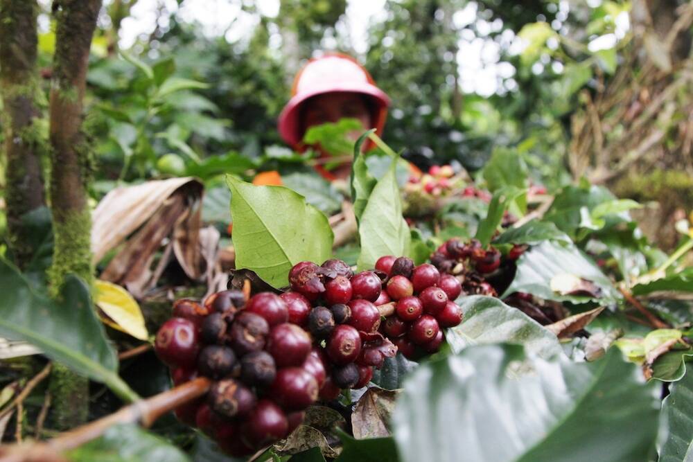 Petani Kopi Betara Merugi Akibat Banjir
