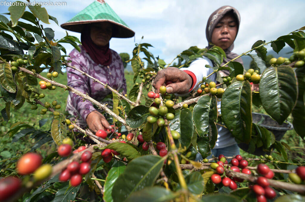 Petani Kopi Dibina Tingkatkan Produksi Arabika Kerinci