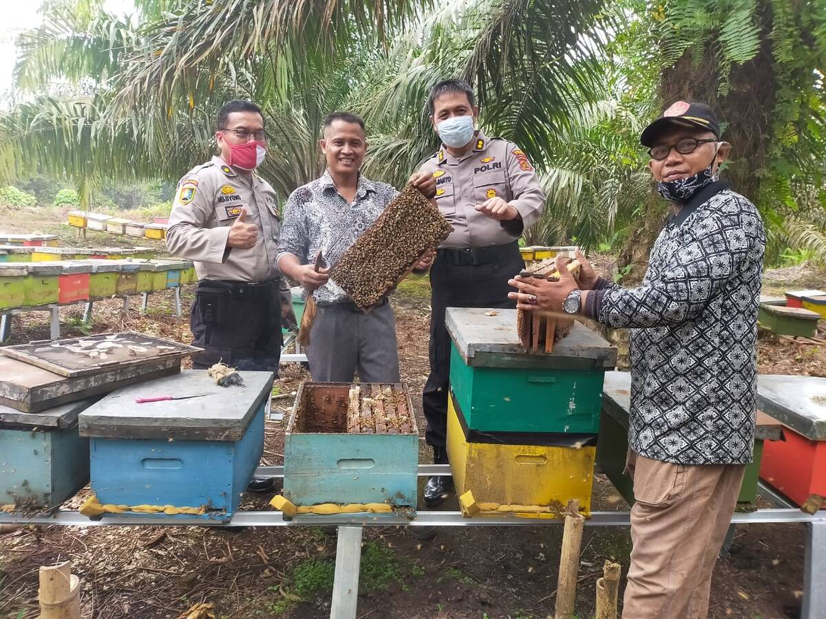 Petani Lebah ‘Liar’ Penyebab Anjloknya Pendapatan