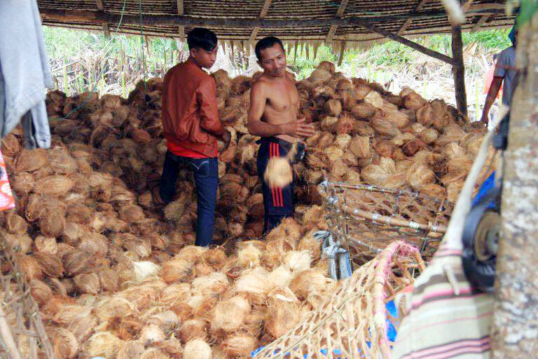 Petani Makin Sengsara, Harga Komoditi Pertanian Anjlok