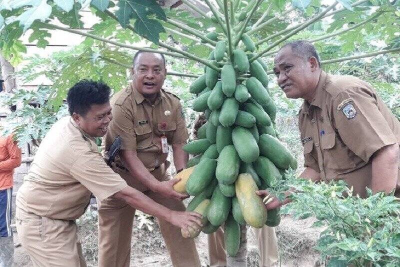 Petani Pelototi Pepaya California di Sarolangun