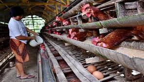 Peternak Ayam Kampung Keluhkan Penyakit Unggas Pada Musim Pancaroba