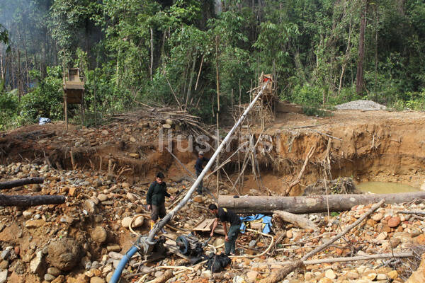 PETI Ancam Kepunahan Dua Hutan Adat Sarolangun