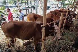 Petugas Akan Cek Kondisi Hewan Kurban