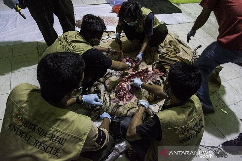Petugas Selidiki Penyebab Kematian Harimau Sumatera