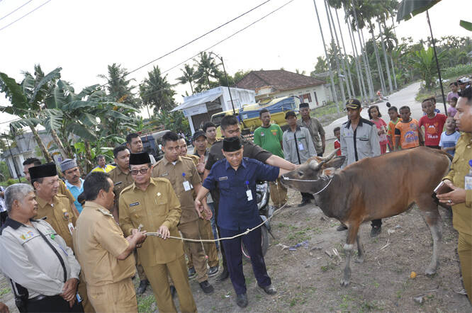 Plt Gubernur Serahkan Sapi Kurban Dari Presiden
