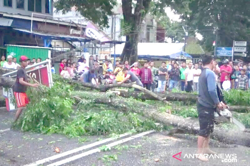 Pohon Tumbang Diterjang Angin Kencang Landa Kota Jambi