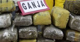 Polemik Pasang Cabut Legalisasi Ganja