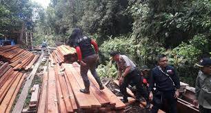 Polisi Amankan Sopir Truk Pengangkut Kayu Ilegal