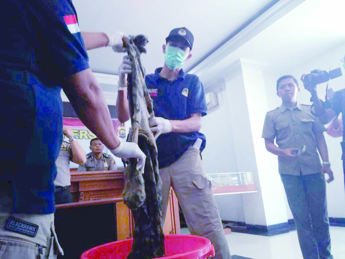 Polisi Buru Jaringan Sindikat Perdagangan Kulit Harimau