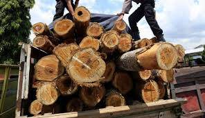 Polisi Buru Pemilik Puluhan Kubik Kayu Ilegal