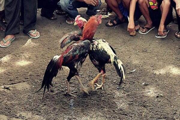Polisi Gerebek Arena Judi Sabung Ayam