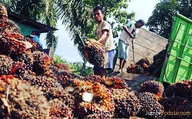 Polisi Ringkus Pencuri Buah Sawit Bersenpi
