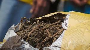 Polisi Temukan 4 Karung Ganja di Merangin