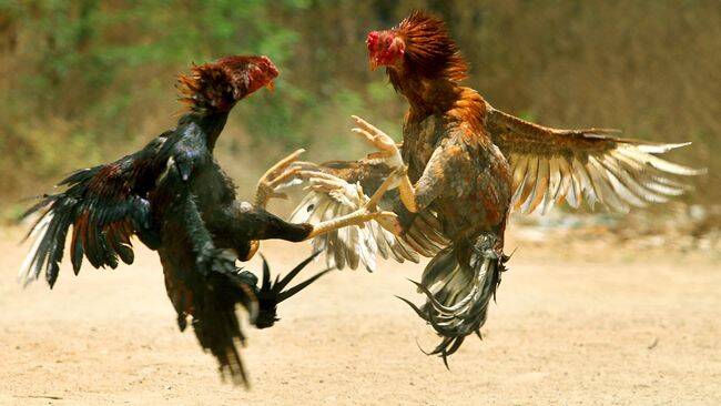 Polisi Tutup Judi Sabung Ayam di Bagan Pete
