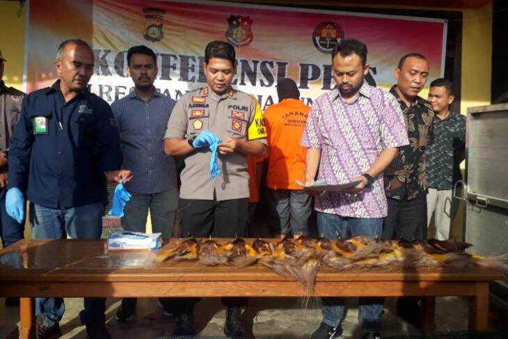 Polres Tanjabtim Gagalkan Penyelundupan Satwa Dan Hewan Diawetkan