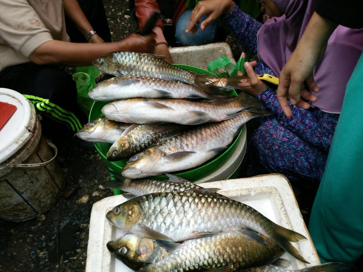 Populasi Ikan Semah Sarolangun Terancam Aktivitas Tambang
