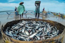 Produksi Ikan Sarolangun 2.725 Ton/Tahun