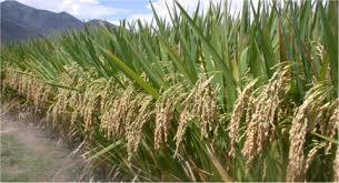 Produksi Padi Jambi Diperkirakan 374.376 Ton
