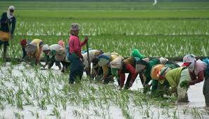 Produksi Padi Jambi Diperkirakan Capai 500.021 Ton