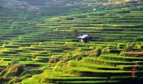 Program cetak sawah tahap I Gagal Total