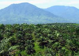 PT Brahma Binabakti Uji ISPO dan RSPO