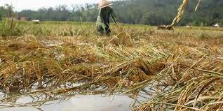 Puluhan hektar Sawah di Sekernan Terancam Gagal Panen Paska Banjir