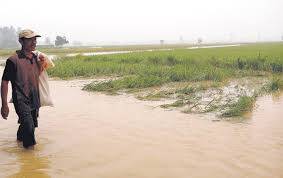 Puluhan Hektare Sawah Terendam dan Terancam Fuso