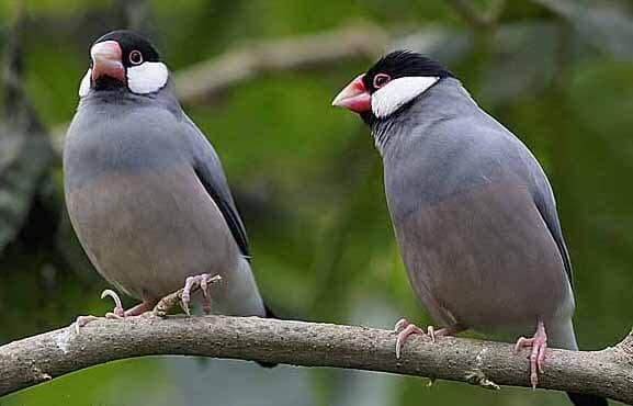 Ratusan Burung Gelatik Diselundupkan Lewat Terminal Alam Barajo