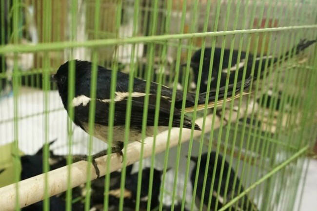 Ratusan Burung Kacer asal Jambi Digagalkan Petugas Lampung