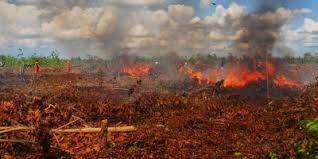 Ratusan Hektar Lahan Diperkirakan Terbakar