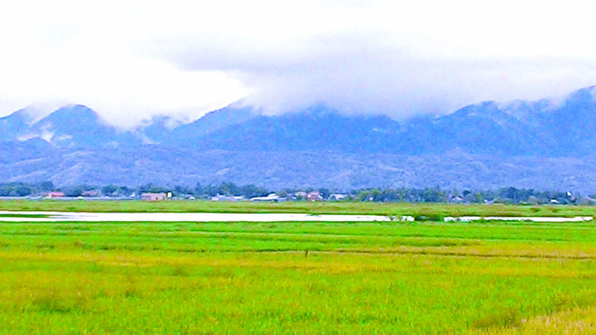 Ratusan Hektare Sawah Terancam