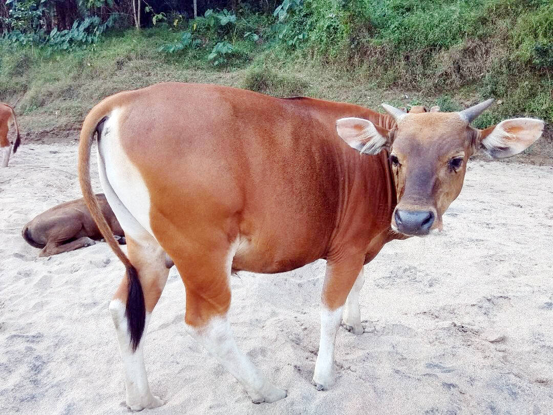 Ratusan Sapi Petani Diasuransikan