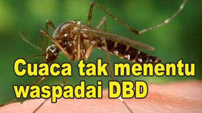 Rawan DBD, Dinkes Lakukan Foging