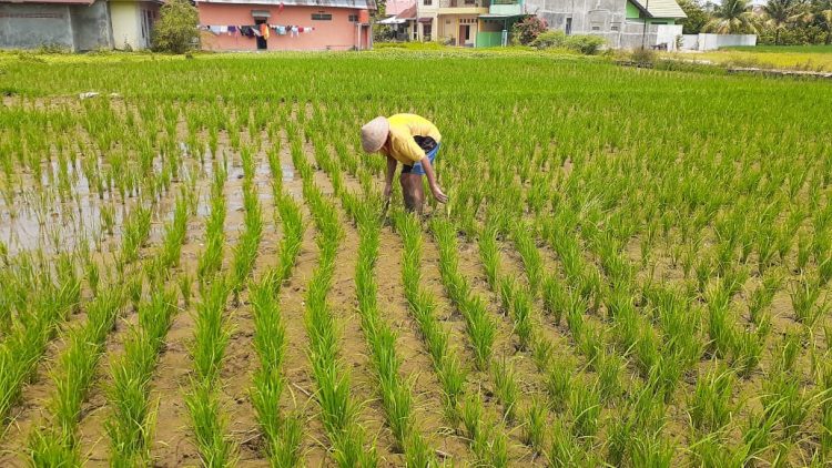 Riau Cadangkan Lahan Supaya Tak Bergantung Beras Jambi