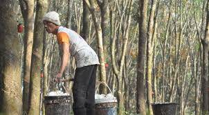 Ribuan Hektare Kebun Karet Di Batanghari Diserang Jamur