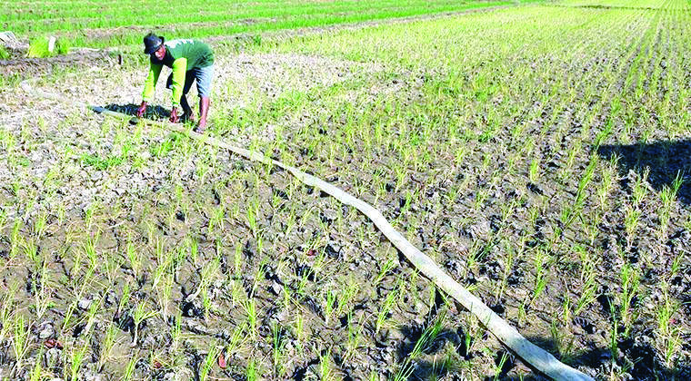 Ribuan Hektare Sawah di Batanghari Terancam Gagal Panen