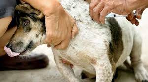 Satu Warga Digigit Anjing Terinfeksi Rabies