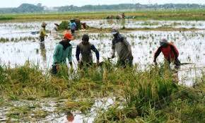 Sawah Terendam, Petani di Kerinci Menjerit