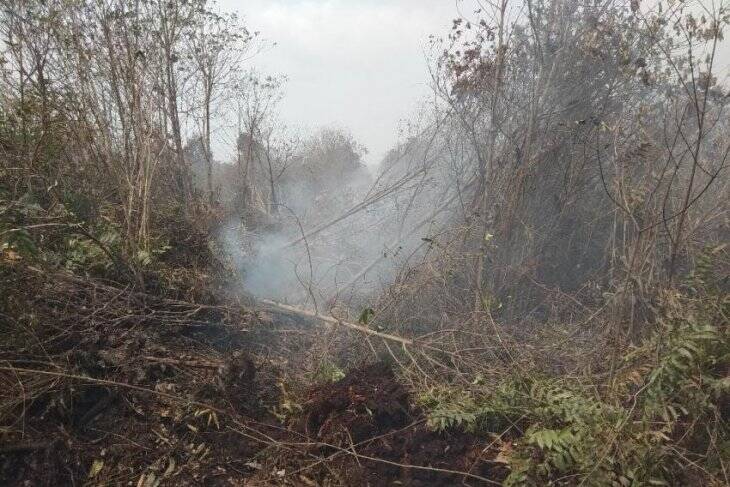 Sebagian Sebaran Api Ikuti Jalur Perumpukan Kayu di Lokasi Karhutla